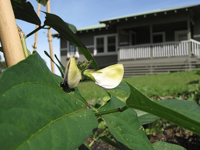 Tropical Vegetables You've Never Tried: Zone 10–11 Garden Possibilities 22 Tropical Vegetables You've Never Tried: Zone 10–11 Garden Possibilities