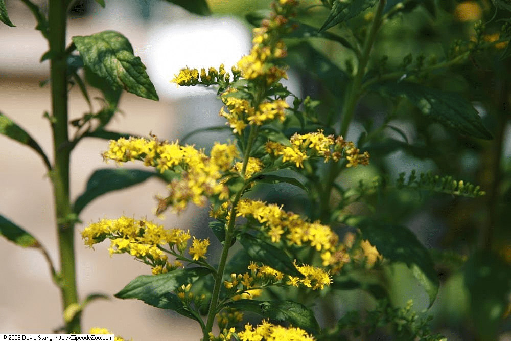 Go Native - Why Replacing 20% of Your Garden With Native Plants Changes Everything for Local Wildlife 6 Go Native - Why Replacing 20% of Your Garden With Native Plants Changes Everything for Local Wildlife