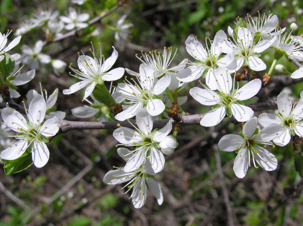 Hedges Over Fences - Why a Mixed Native Hedge Is the Most Wildlife-Friendly Boundary You Can Plant 6 Hedges Over Fences - Why a Mixed Native Hedge Is the Most Wildlife-Friendly Boundary You Can Plant