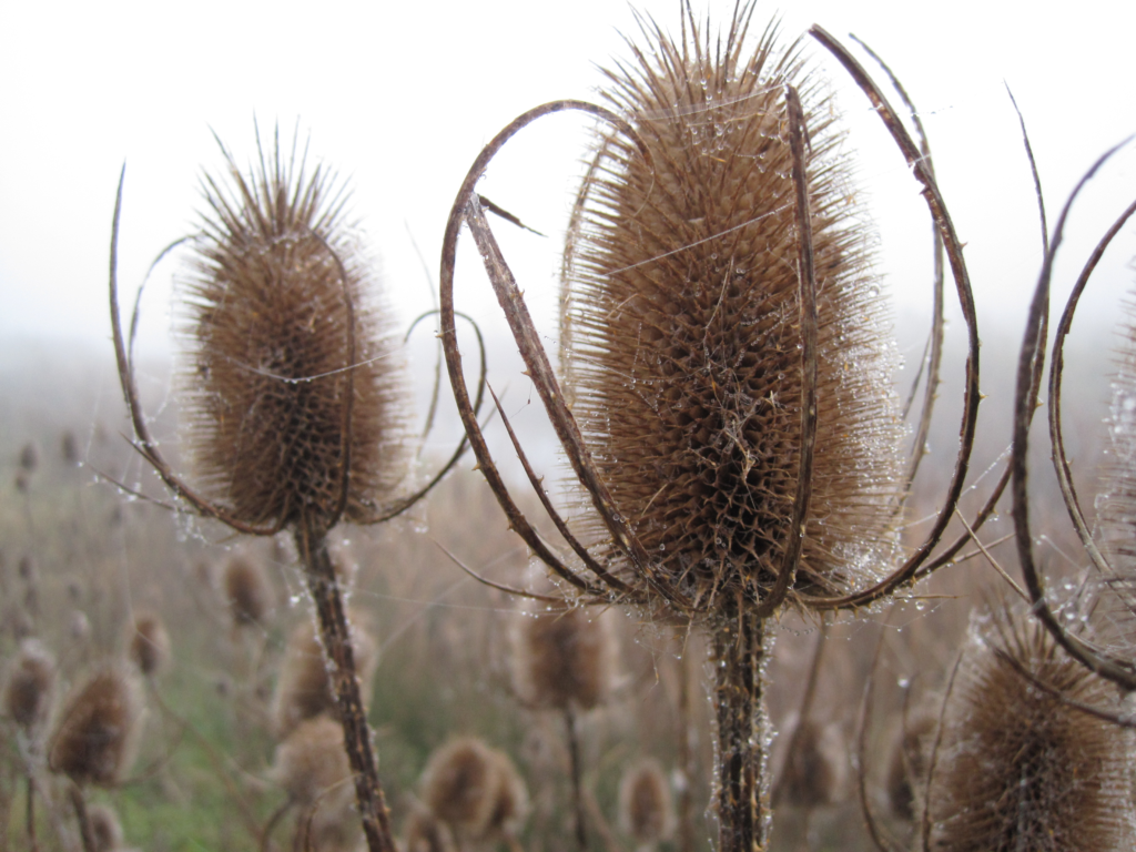 Stop Deadheading Everything - How Leaving Seedheads and Stems Feeds Wildlife Through Winter