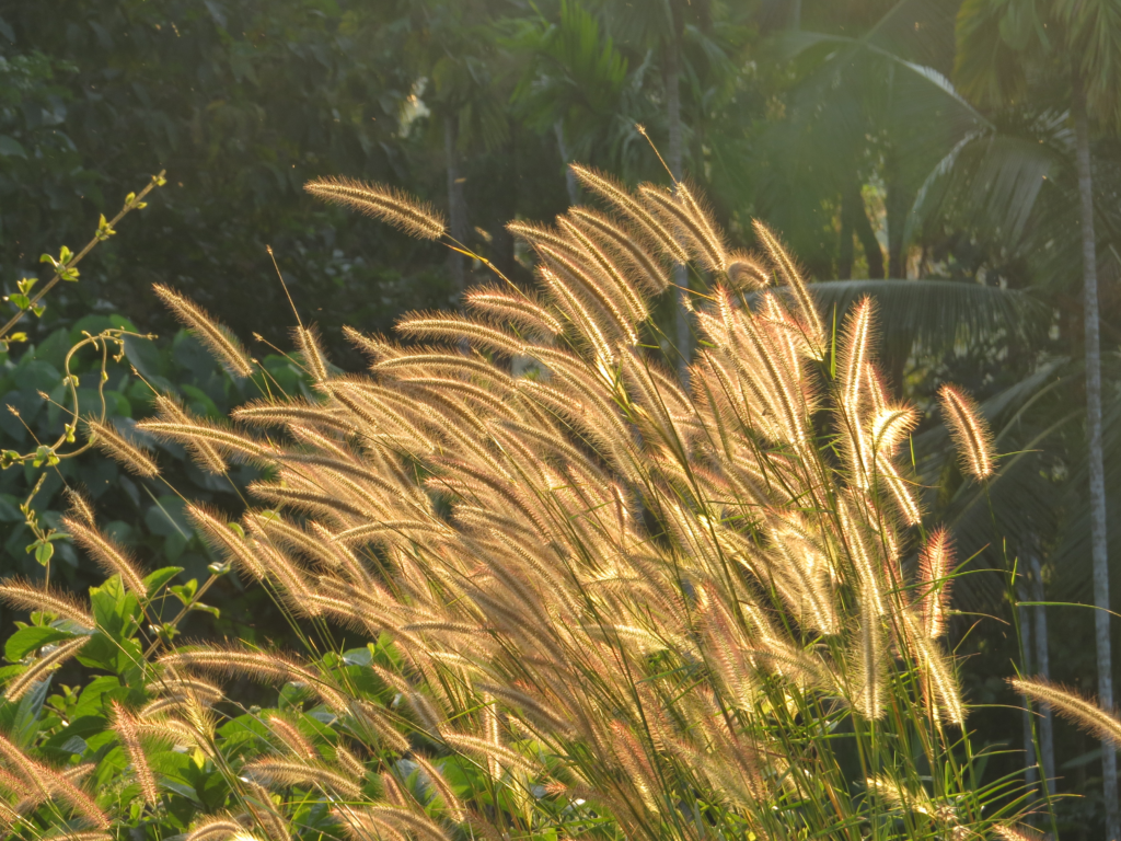 Stop Deadheading Everything - How Leaving Seedheads and Stems Feeds Wildlife Through Winter