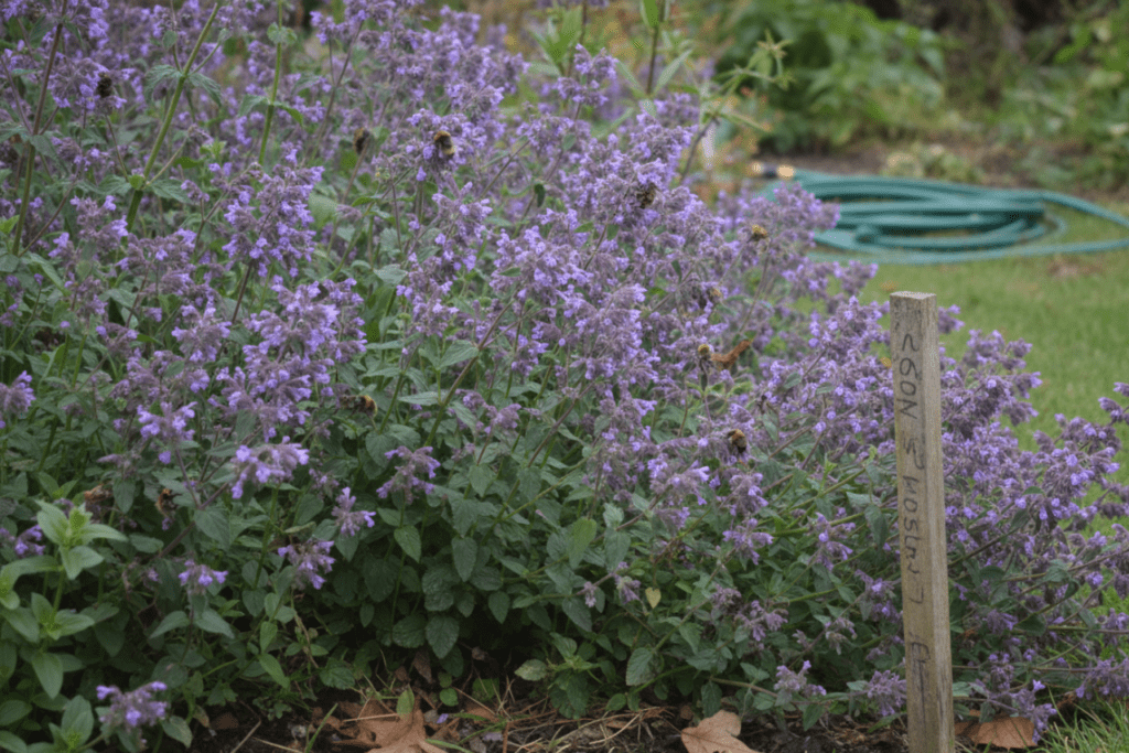 The Pollinator Powerhouse - Plants That Attract Bees, Butterflies, and Hoverflies All Season Long 2 The Pollinator Powerhouse - Plants That Attract Bees, Butterflies, and Hoverflies All Season Long