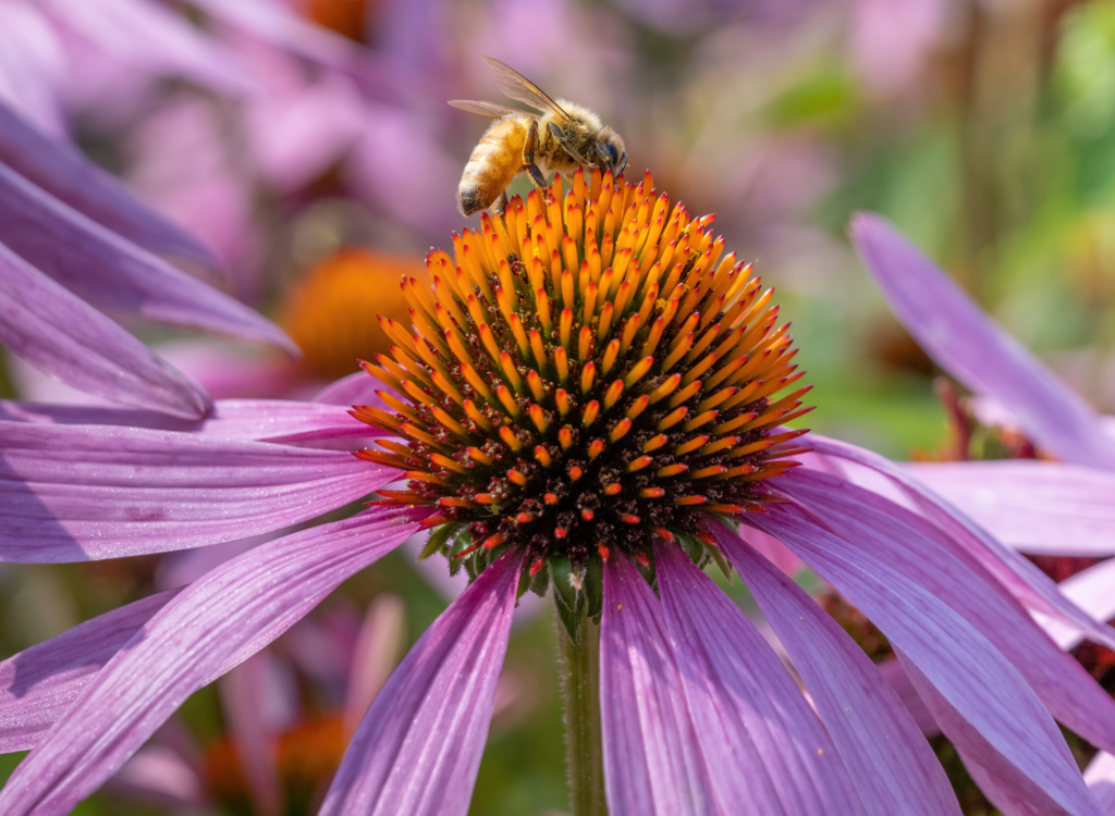 The Pollinator Powerhouse - Plants That Attract Bees, Butterflies, and Hoverflies All Season Long 15 The Pollinator Powerhouse - Plants That Attract Bees, Butterflies, and Hoverflies All Season Long