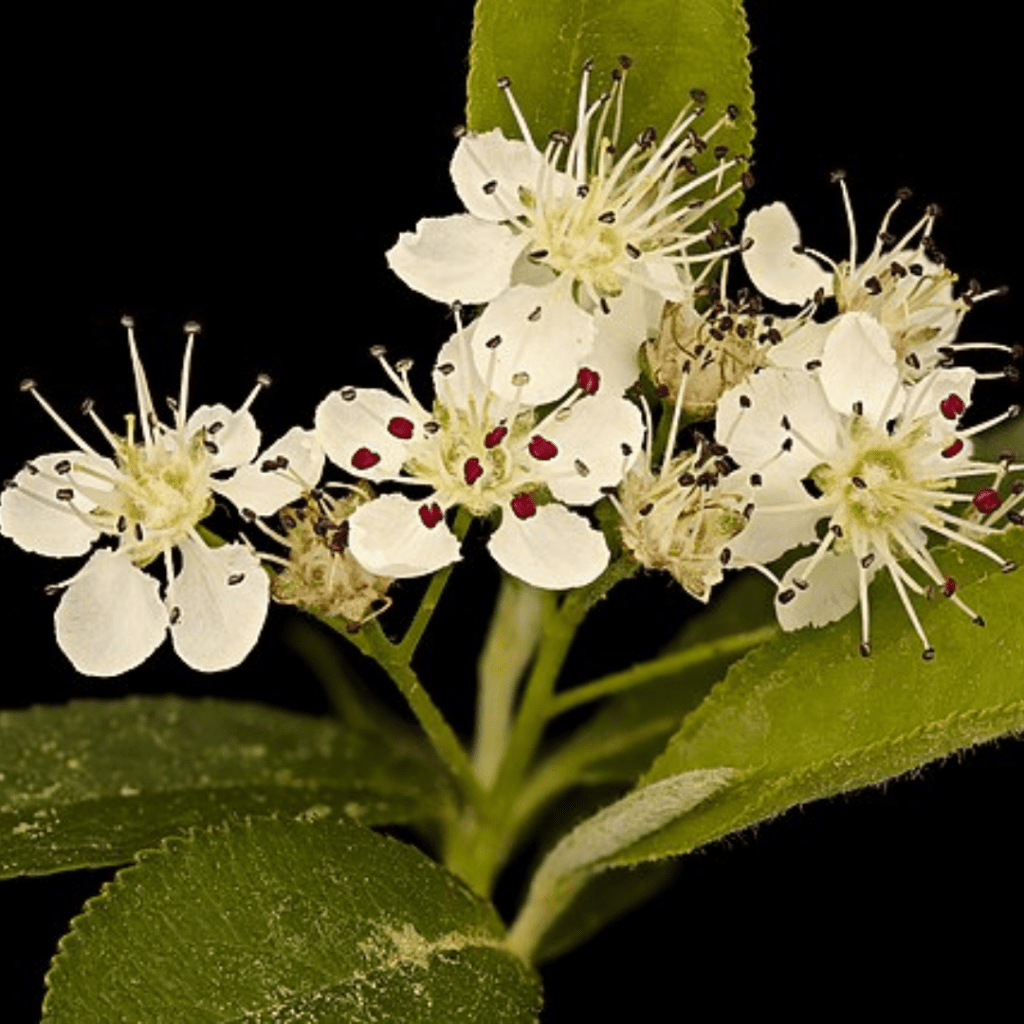 Plants That Work Harder Than You: Double-Duty Shrubs for Small Gardens