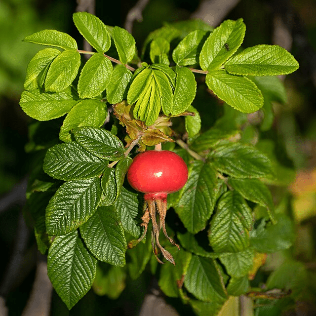 Plants That Work Harder Than You: Double-Duty Shrubs for Small Gardens
