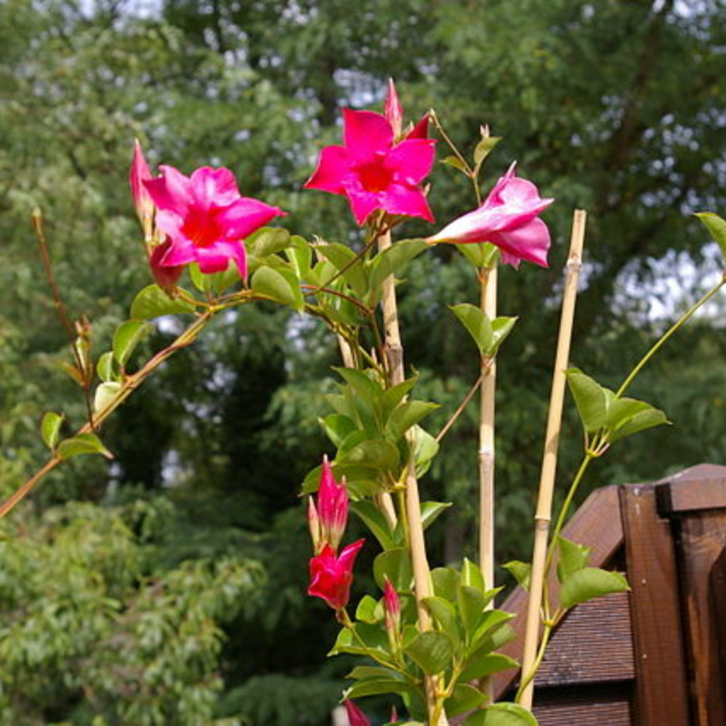 The Lazy Gardener's Herb Garden: Fragrant, Low-Fuss Plants That Practically Grow Themselves