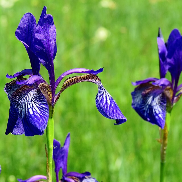 Short Season, Big Blooms: Spring Flowers That Thrive in the Coldest Zones