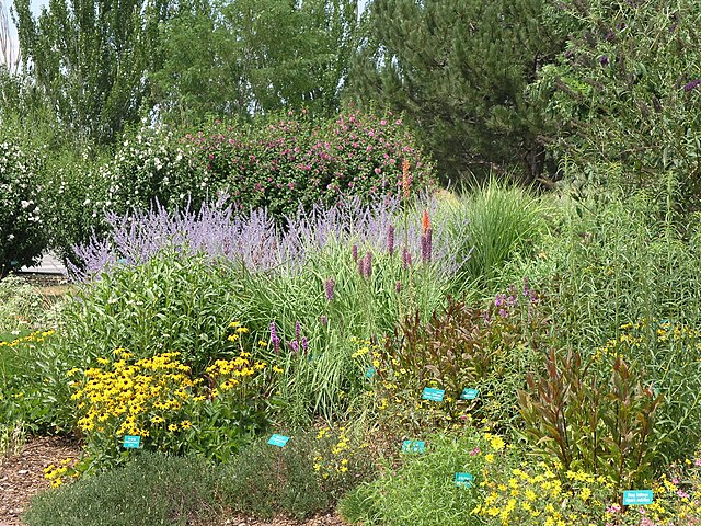 The 100-Day Garden: Best Perennials for Zone 4's Short Growing Season