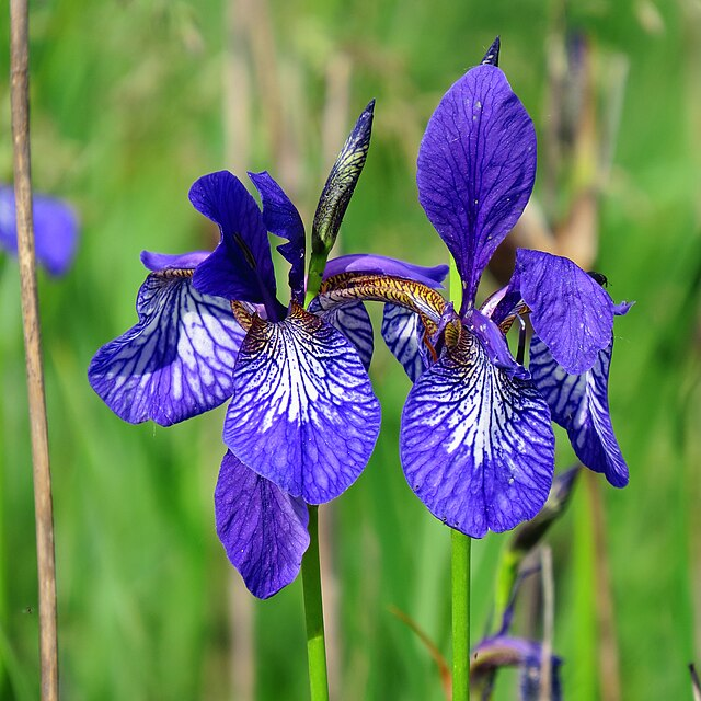 The 100-Day Garden: Best Perennials for Zone 4's Short Growing Season