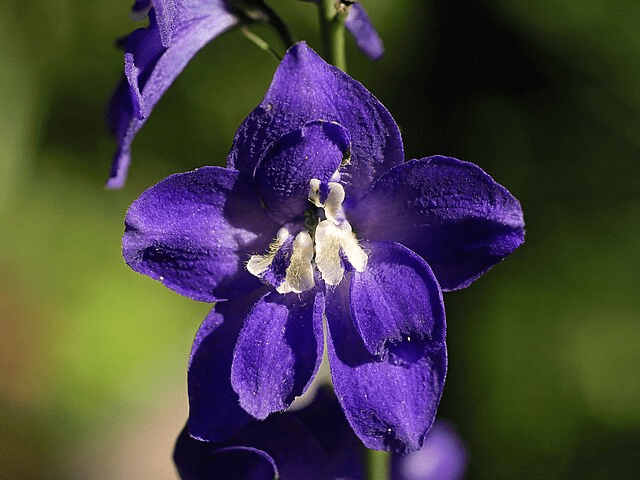 The 100-Day Garden: Best Perennials for Zone 4's Short Growing Season