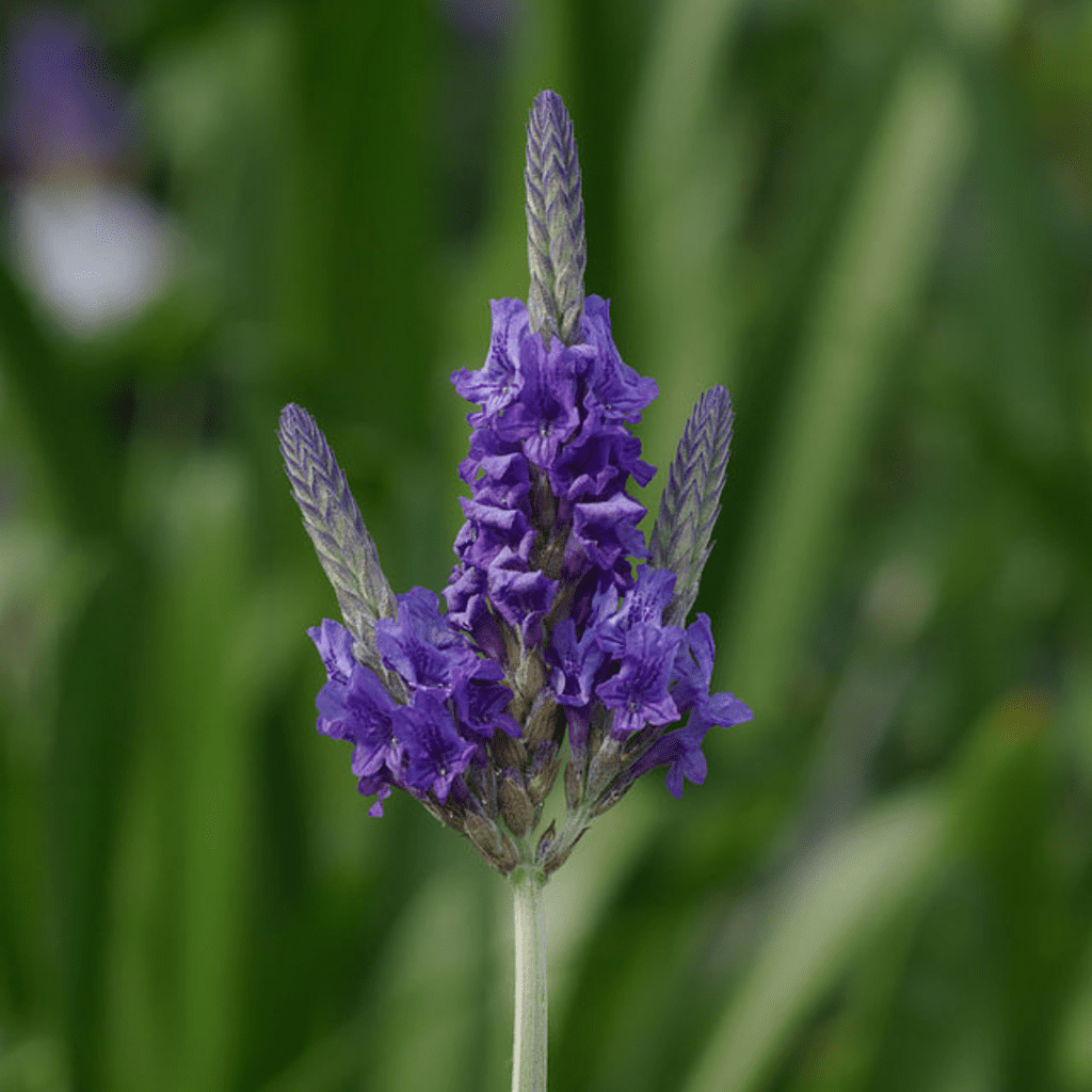 Zone 6 Showstoppers: Flowers That Handle Cold Winters and Hot Summers