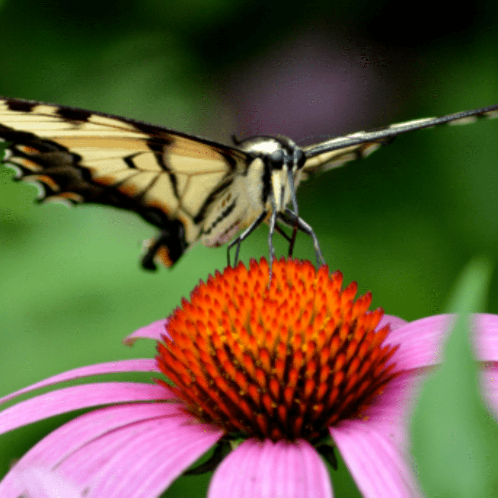 Zone 6 Showstoppers: Flowers That Handle Cold Winters and Hot Summers