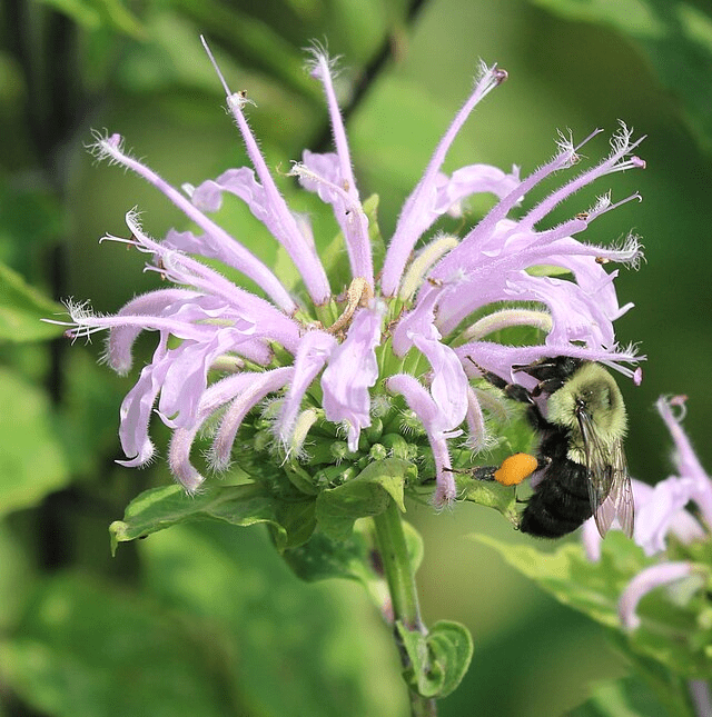 Zone 6 Showstoppers: Flowers That Handle Cold Winters and Hot Summers