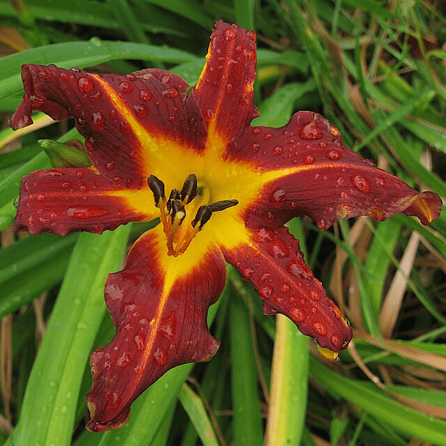 Zone 6 Showstoppers: Flowers That Handle Cold Winters and Hot Summers