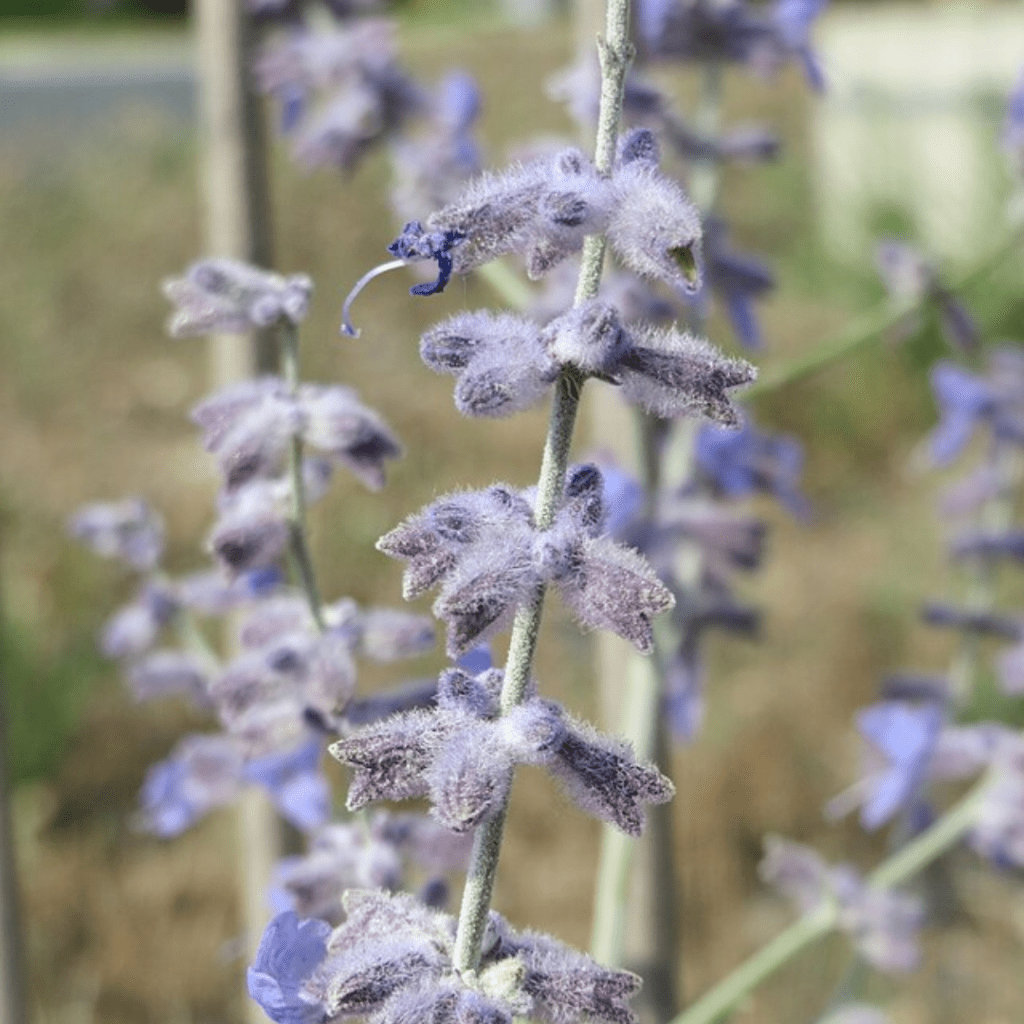 Zone 6 Showstoppers: Flowers That Handle Cold Winters and Hot Summers