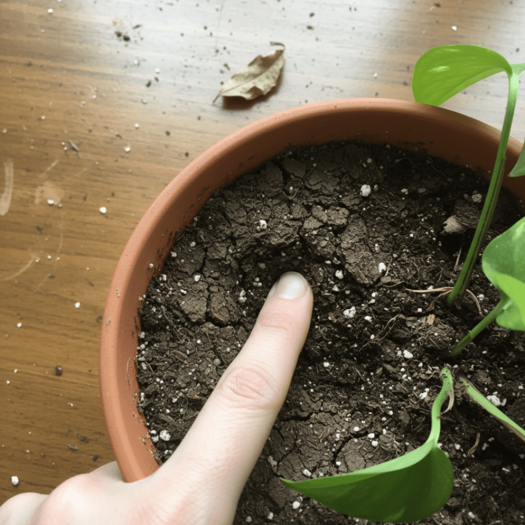 The Late Winter Plant Reset: How to Rescue Your Sad Houseplants Right Now