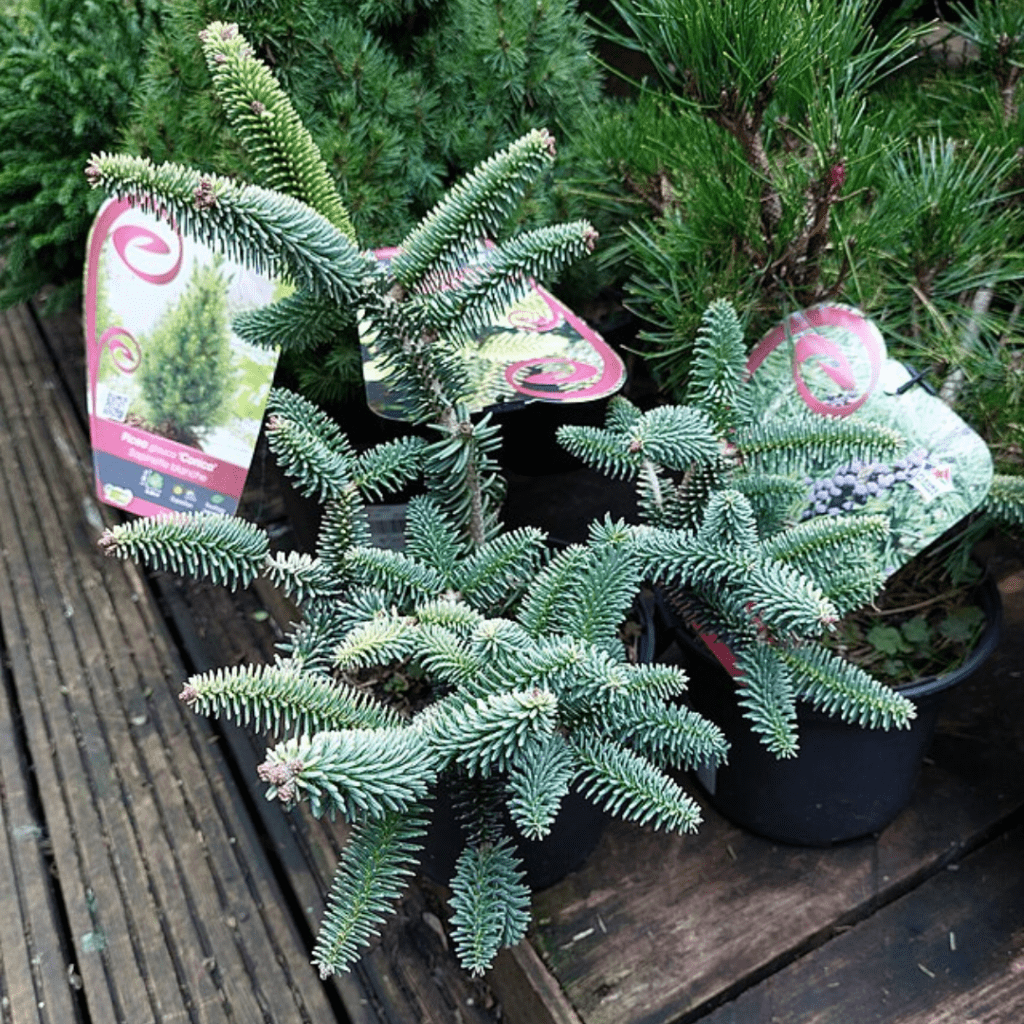 Four-Season Container Gardens for Cold Climates