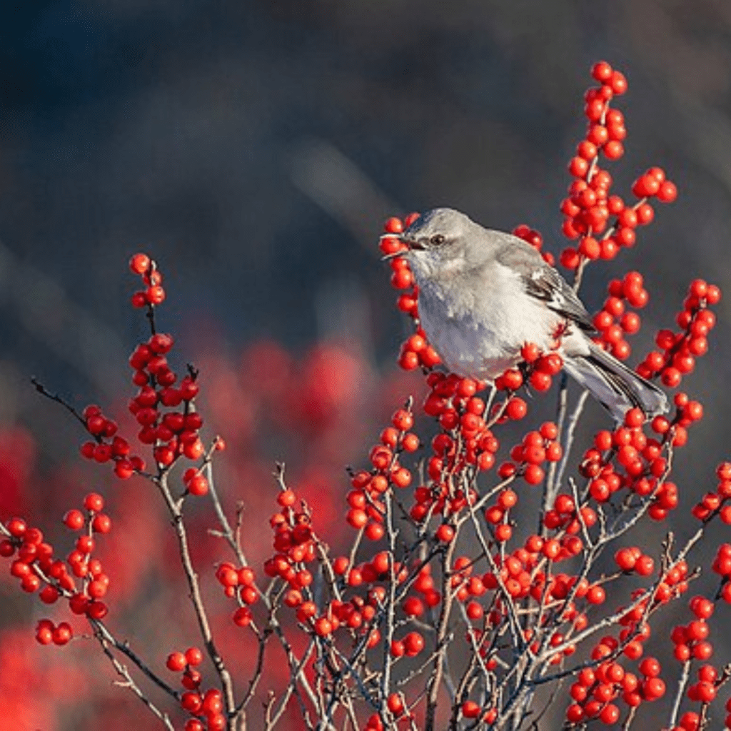 Four-Season Container Gardens for Cold Climates