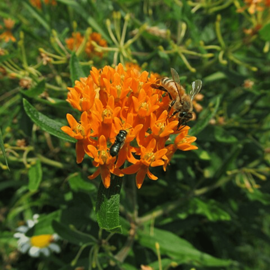 Native Plants in Pots: Creating a Pollinator Balcony Garden