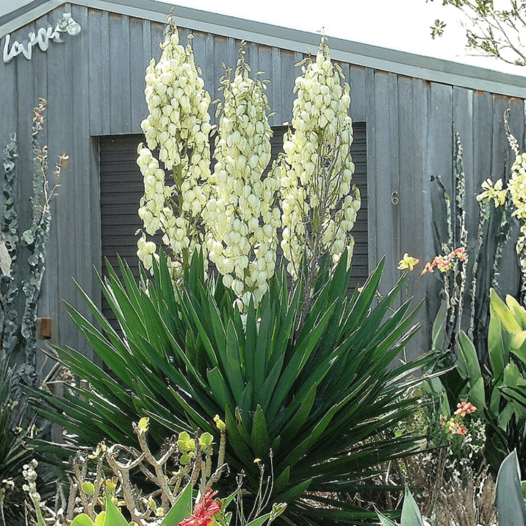 Year-Round Container Plants That Actually Come Back in Zone 7