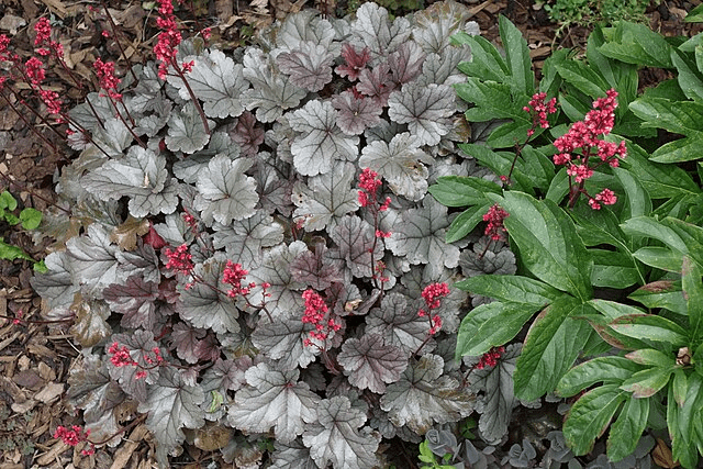 Year-Round Container Plants That Actually Come Back in Zone 7