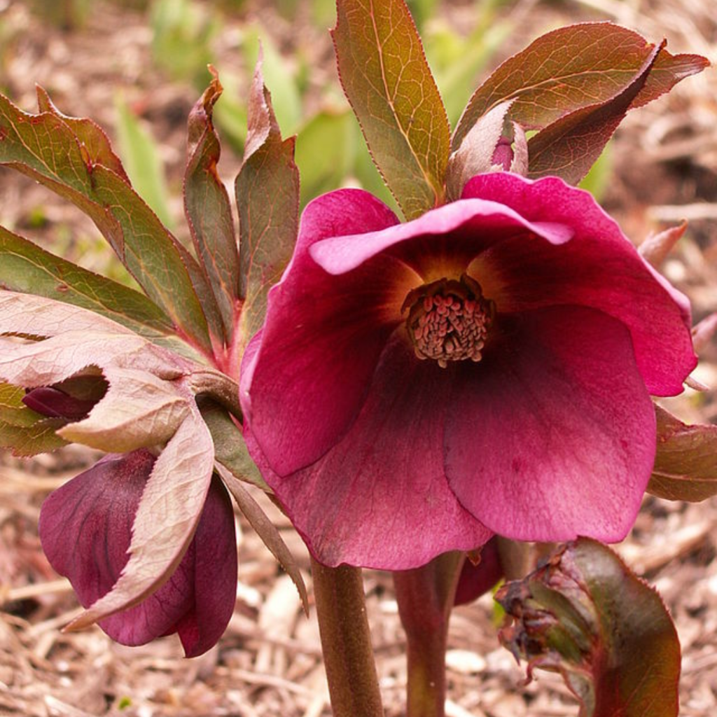 Year-Round Container Plants That Actually Come Back in Zone 7